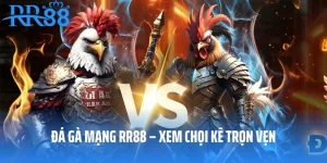 Đá Gà Mạng RR88 – Xem Chọi Kê Tận Hưởng Từng Khoảnh Khắc
