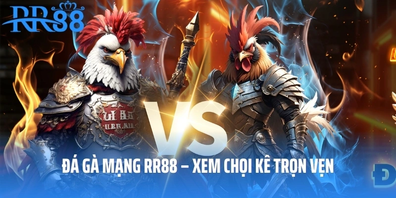 Đá Gà Mạng RR88 – Xem Chọi Kê Tận Hưởng Từng Khoảnh Khắc