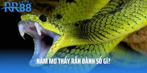 Nằm Mơ Thấy Rắn Đánh Số Gì? Luận Giải Lô Đề Hưởng Lộc Phú Quý