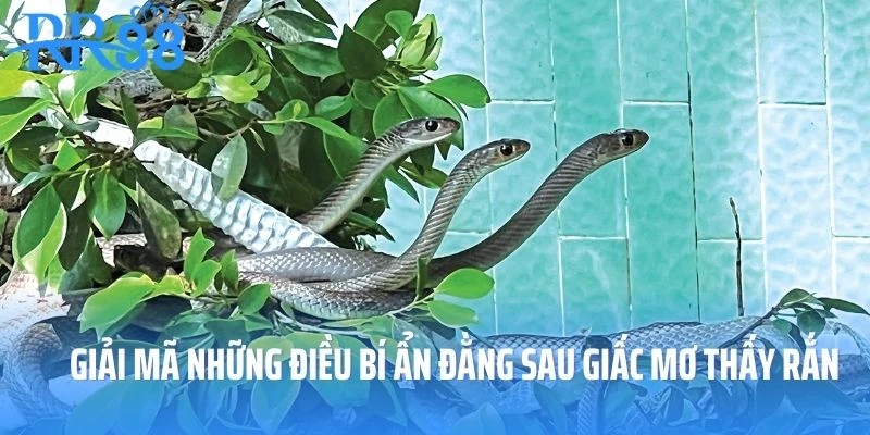 Giải mã những điều bí ẩn đằng sau giấc mơ thấy rắn