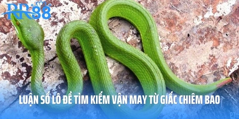 Luận số lô đề tìm kiếm vận may từ giấc chiêm bao thấy rắn