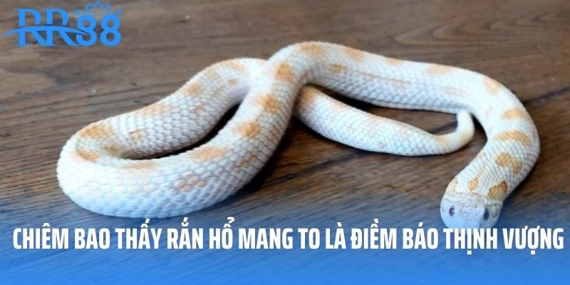 Chiêm bao thấy rắn hổ mang to là điềm báo thịnh vượng
