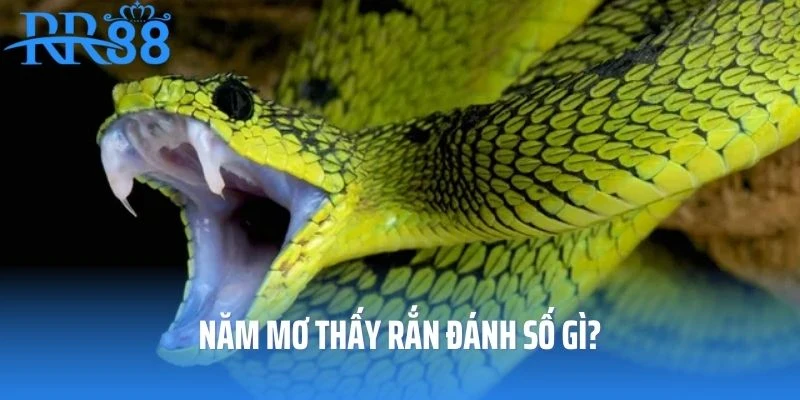 Nằm Mơ Thấy Rắn Đánh Số Gì? Luận Giải Lô Đề Hưởng Lộc Phú Quý